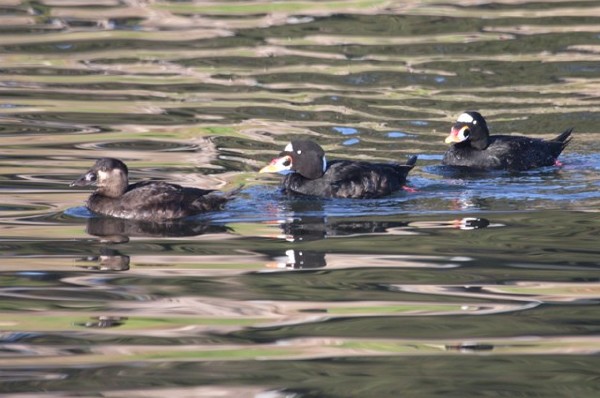 Surf Scoter